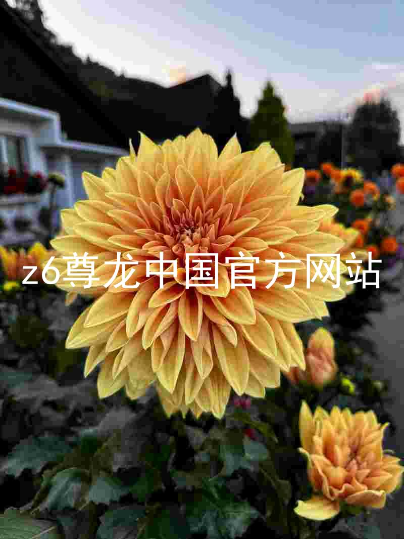 z6尊龙中国官方网站